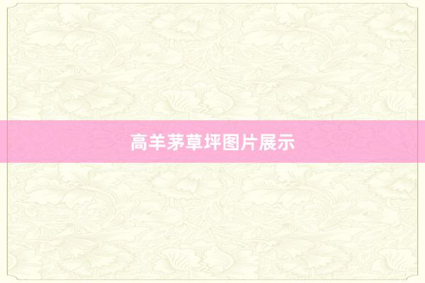 高羊茅草坪图片展示